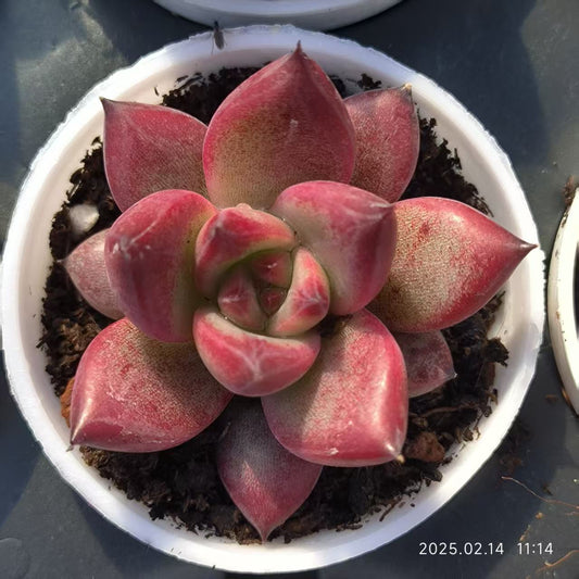 XL139 ロカ(5cm pot)
