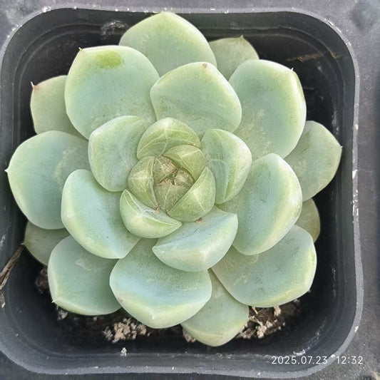 XL101 グリーンジェニー（5cm pot）
