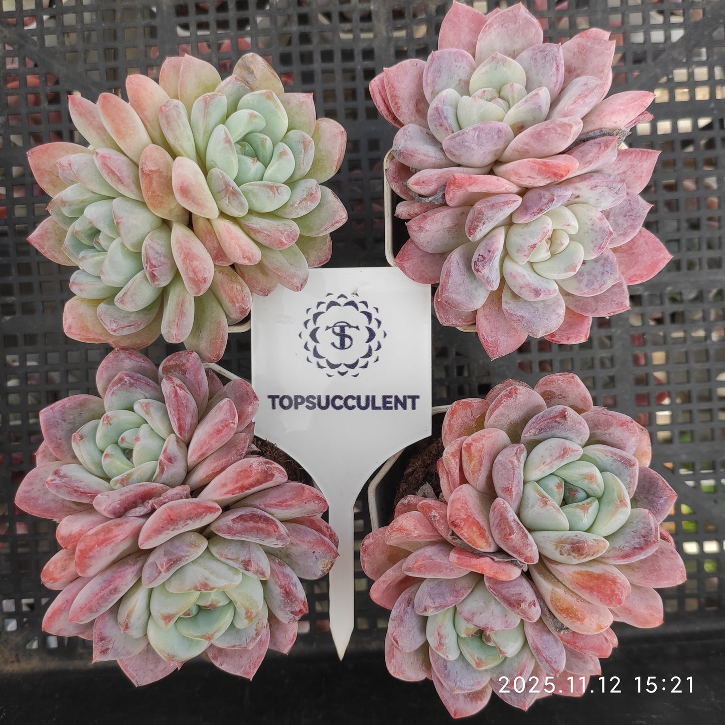 22533  アイスドール（7cm pot）