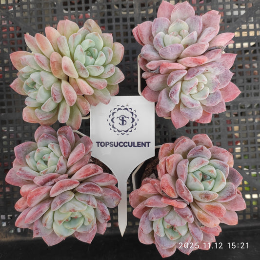 22533  アイスドール（7cm pot）