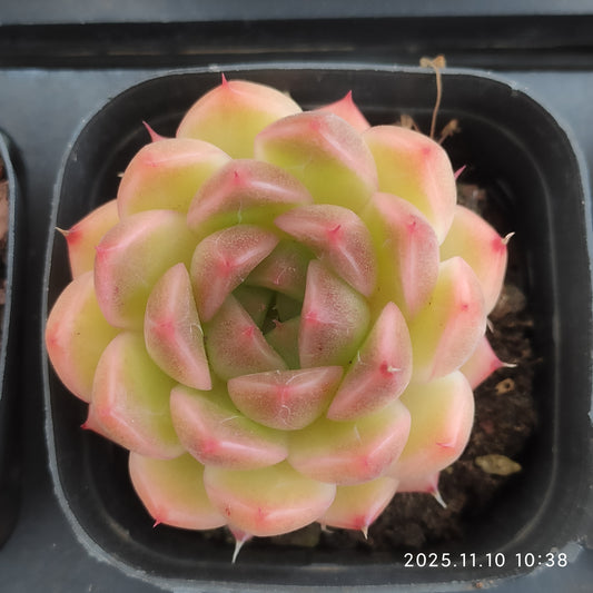 18349 マルガン（6.5cm pot）