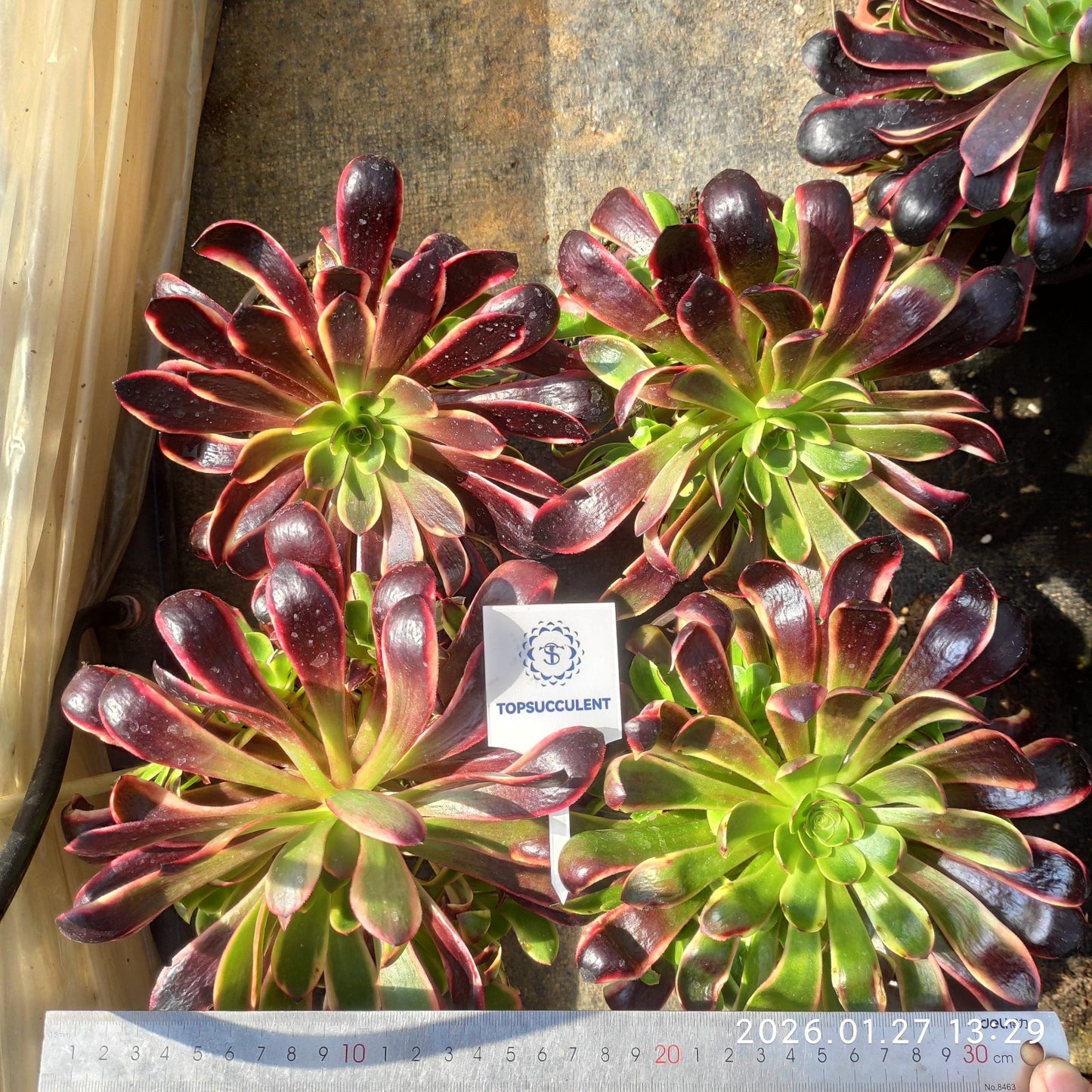 GDX007 オキャリー