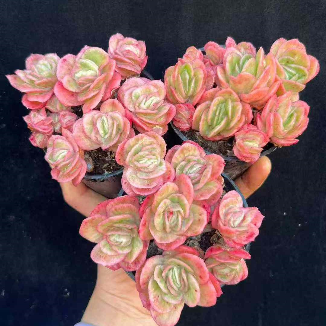 23603 アイス　ローズ錦（9cm pot）