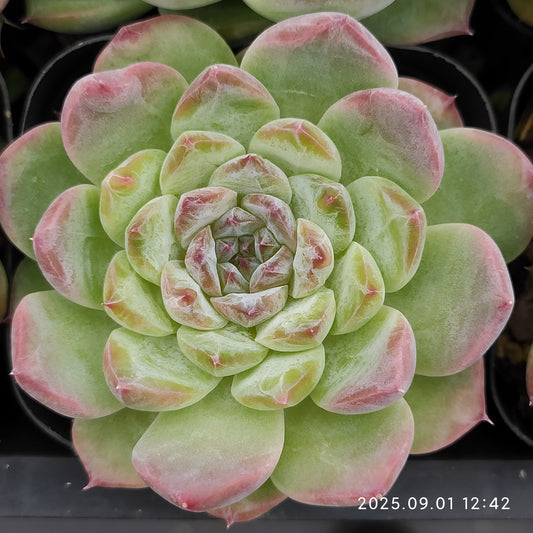 QN849 アイス（6.5cm pot）