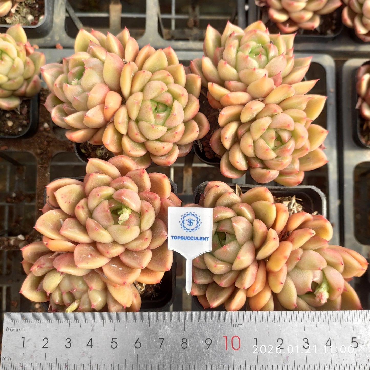 22505 ブライト　ジェニー