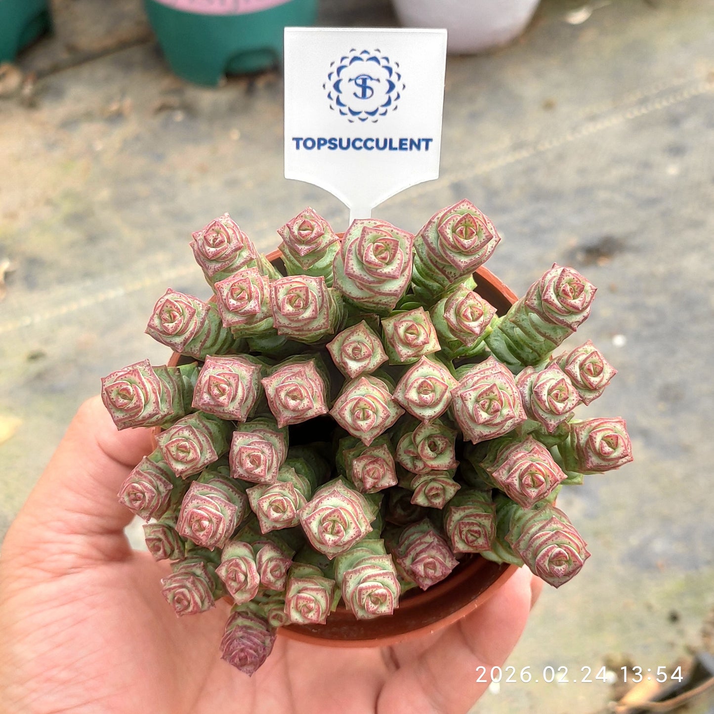 25959 パーフォーラッター