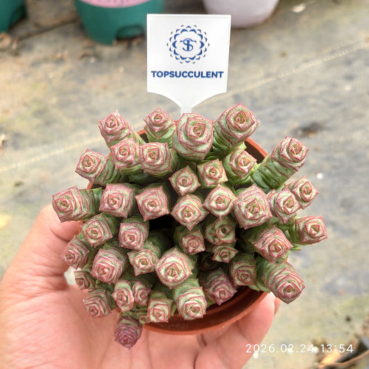 25959 パーフォーラッター