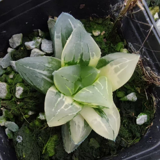 19940 ハオルチア ムチカ錦（6.5cm pot）