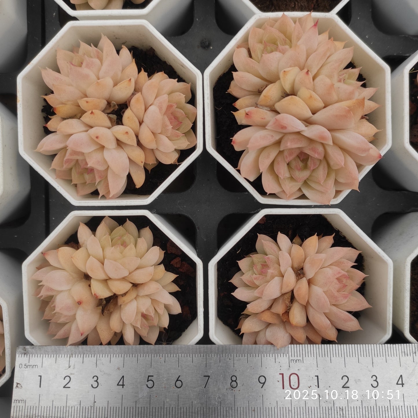 21559 クイーンオブピーチ（7cm pot）