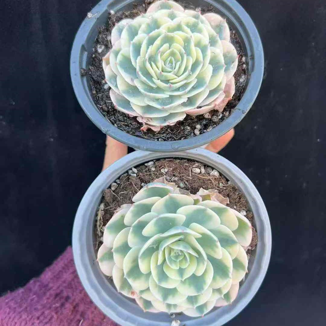 20540 ルノーディーン錦（12cm pot）