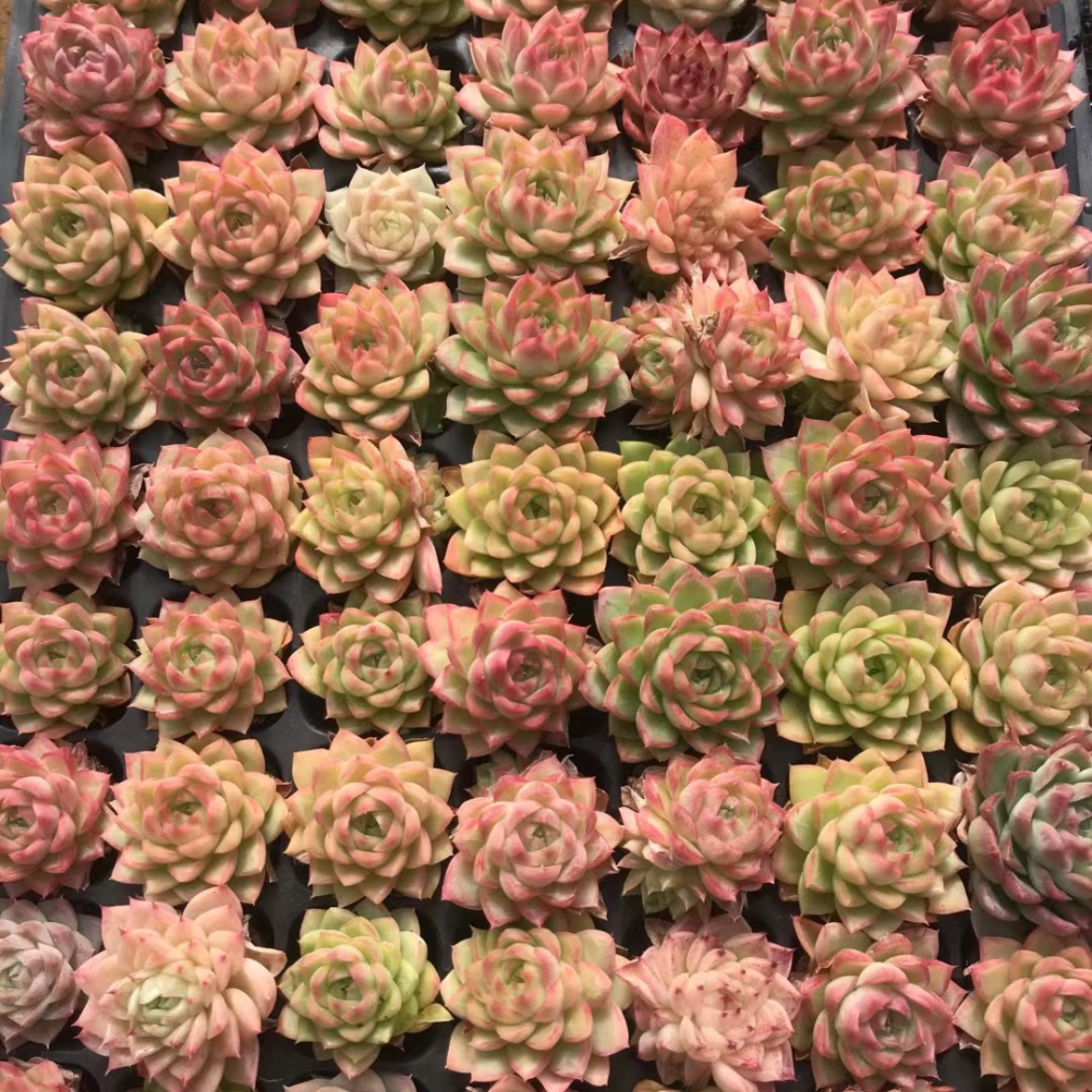 23369 クイーン（3cm pot）（ポット苗）