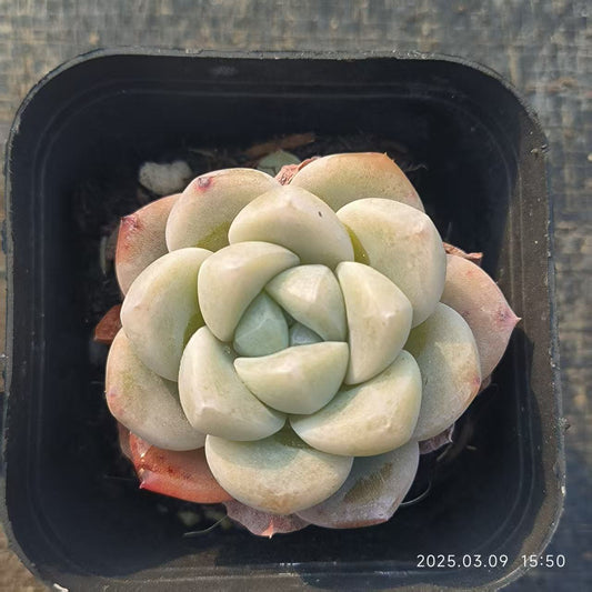 XS537 ジェイドバタフライ（玉蝶） （6.5cm pot）