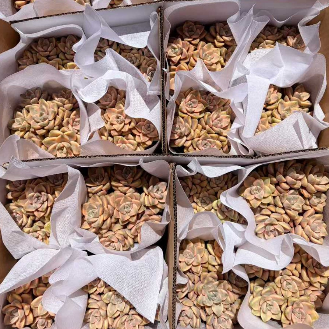 25773 ティテュバンス錦