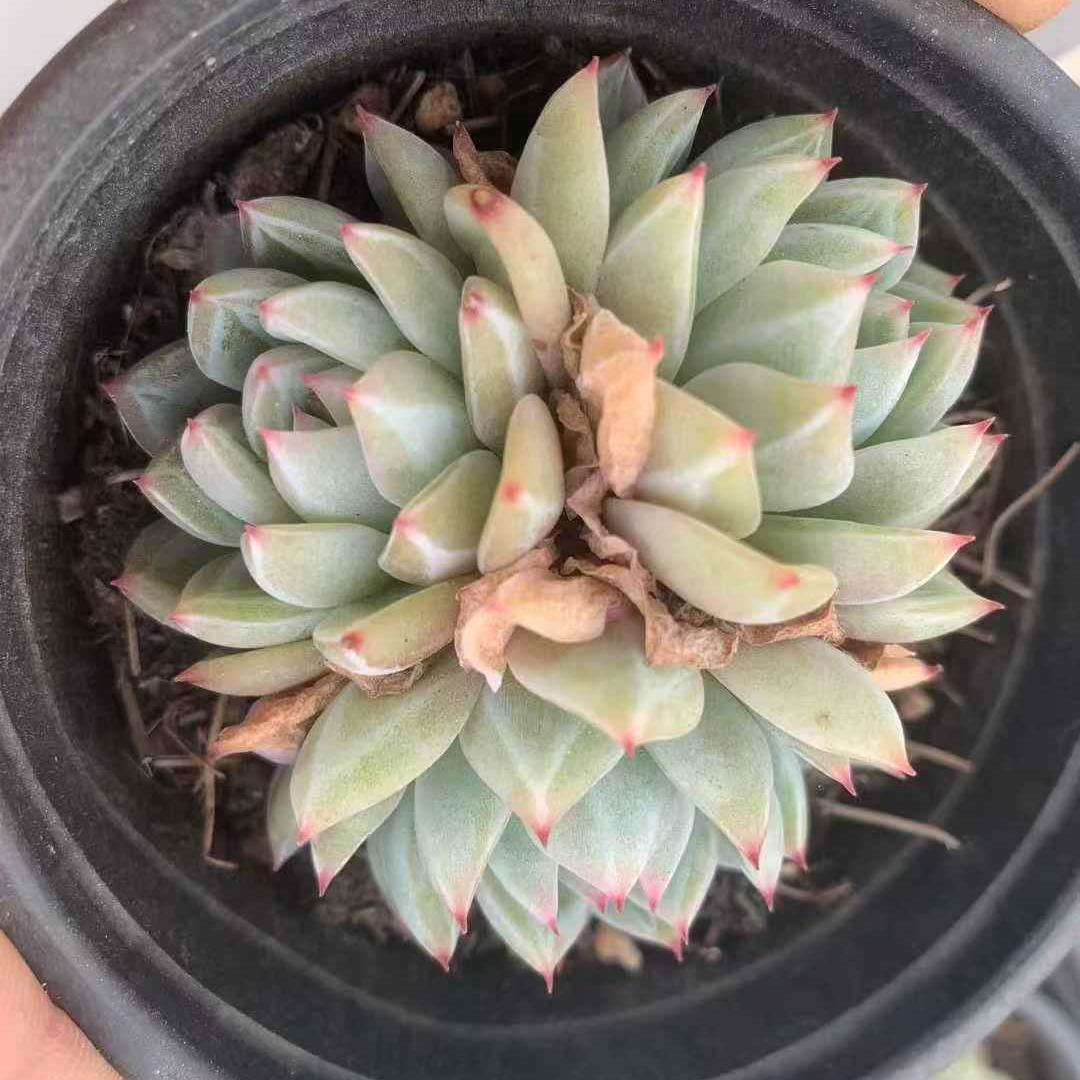 259731 スノーフレーク　ジェニー