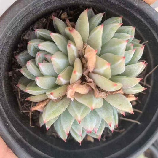 259731 スノーフレーク　ジェニー