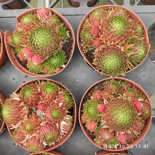 18388 ジョブ　オーリアニー（12cm pot）