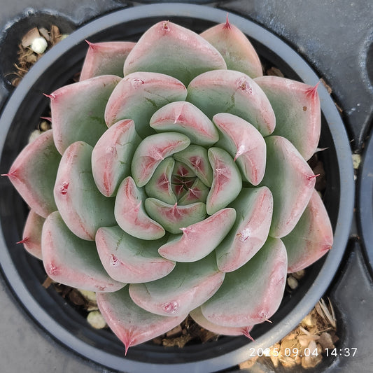 MMY1254 チワワエンシスHyb（9cm pot）