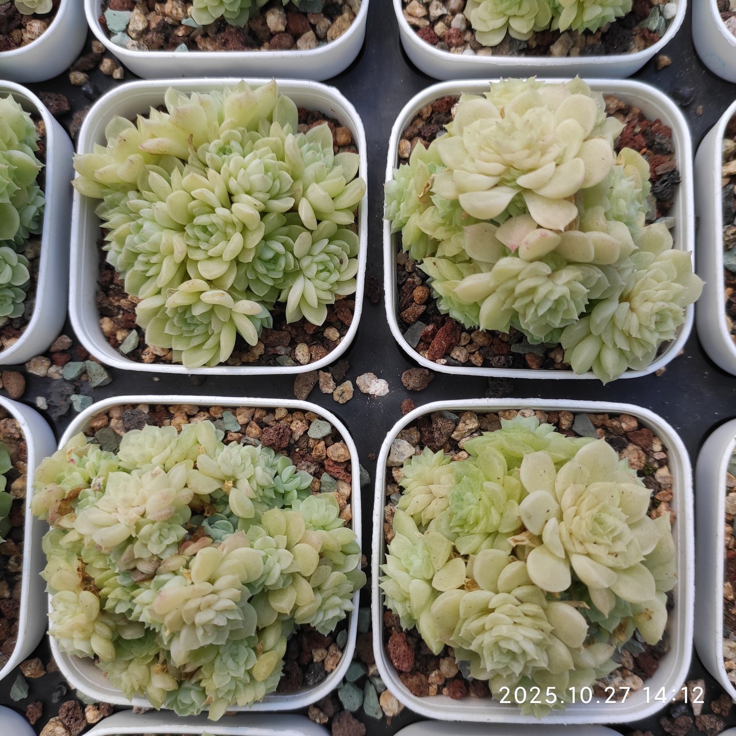 21781 ワイト　スウォンHyb（7cm pot）