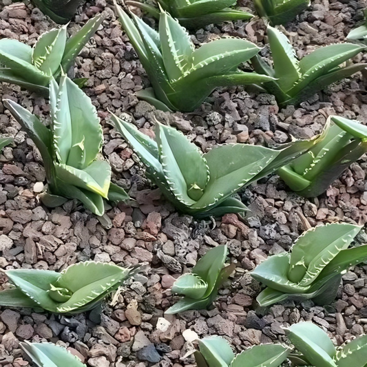 20320 アガベ　ホワイト　ソーン（5cm pot）