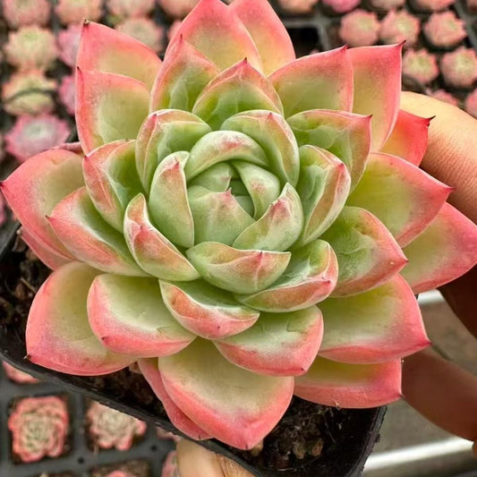 21977 クリスタル　グラース（6cm pot）