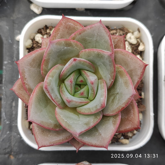 MMY977 ブライト　フェザー（5.5cm pot）
