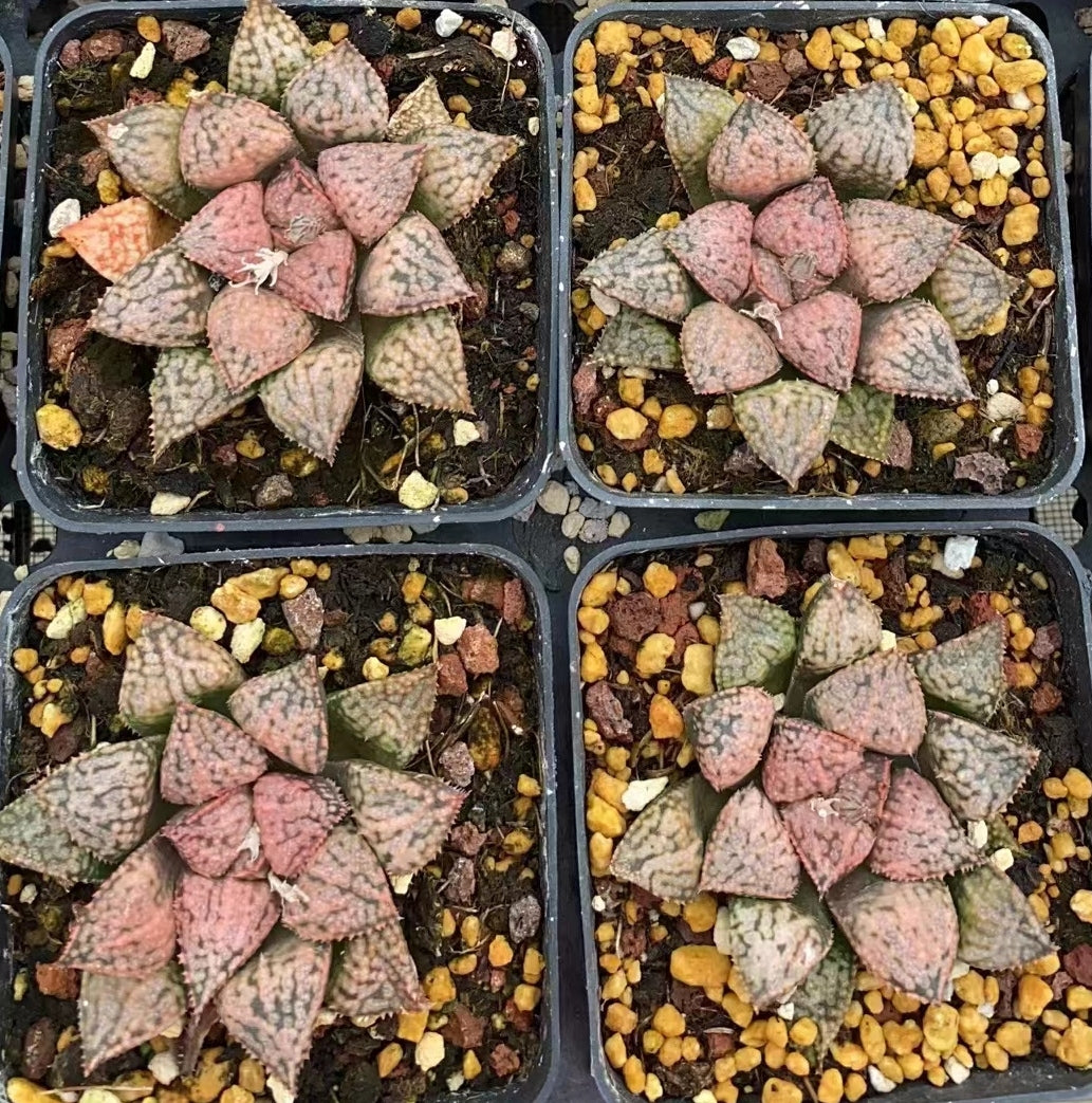 8011 ピンク星雲