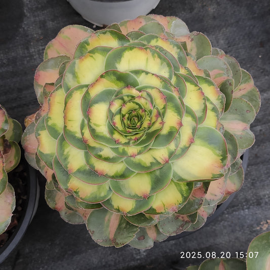 ON205 アエオニウム　タイラント（17cm pot）