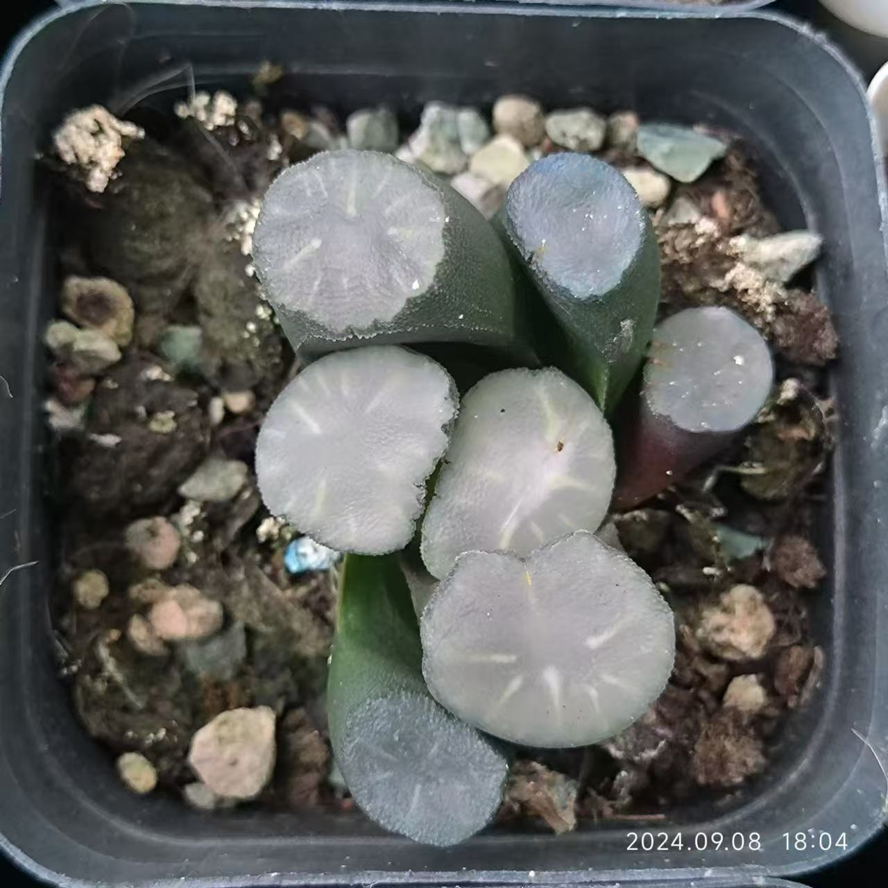 13197 白磁レンズ ハクジレンズ