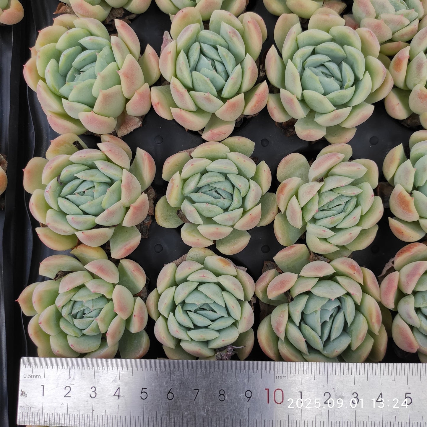 QN730 ベリー（3cm pot）