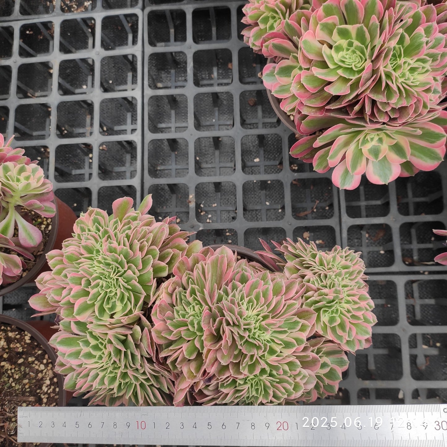 THH035 アエオニウム　ウィッチ綴化（18cm pot）