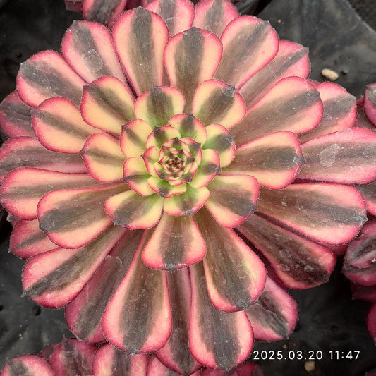 ON735 ジェード　フェース（15cm pot）