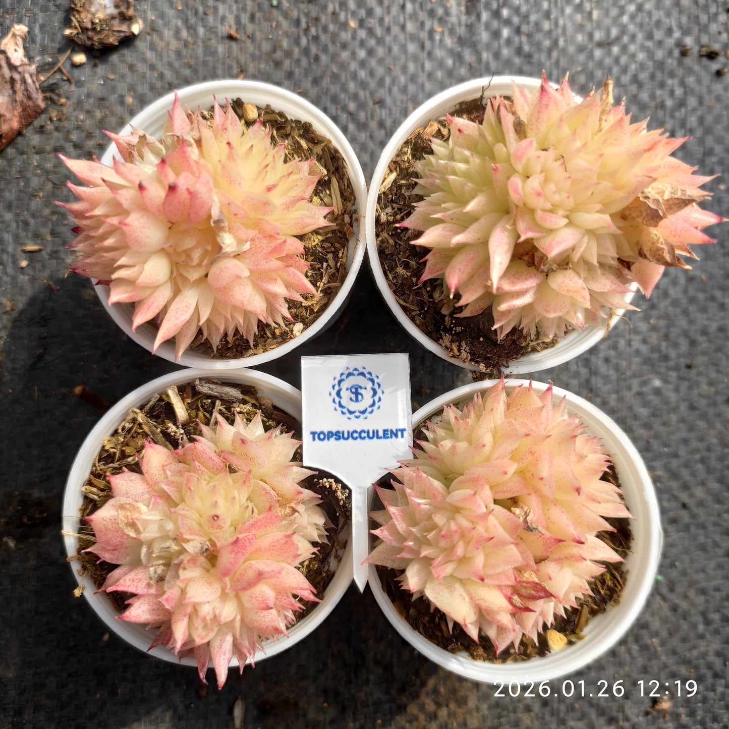 21284 バタフライ　マルギャン