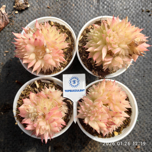 21284 バタフライ　マルギャン