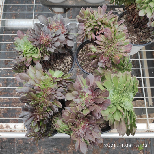 19405 ムーン　ナイト 綴化（15cm pot）