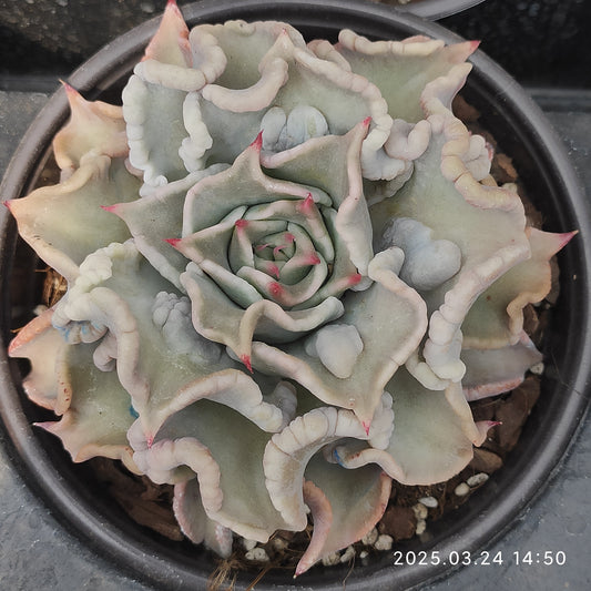 MMY1149 マディバ （12.5cm pot）