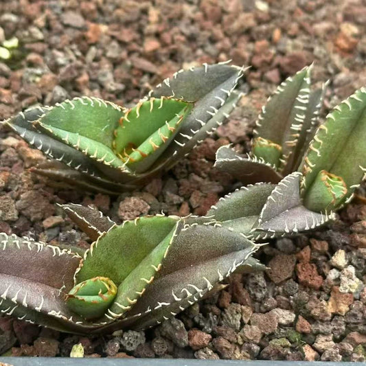 20301 アガベ　チタノタ　巨歯鯊