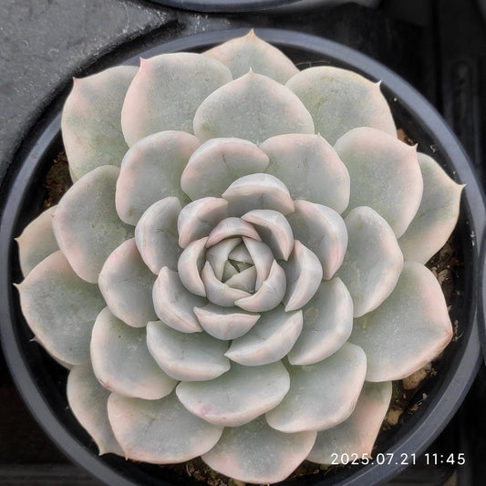 MMY974 スノーボール 錦（9cm pot）