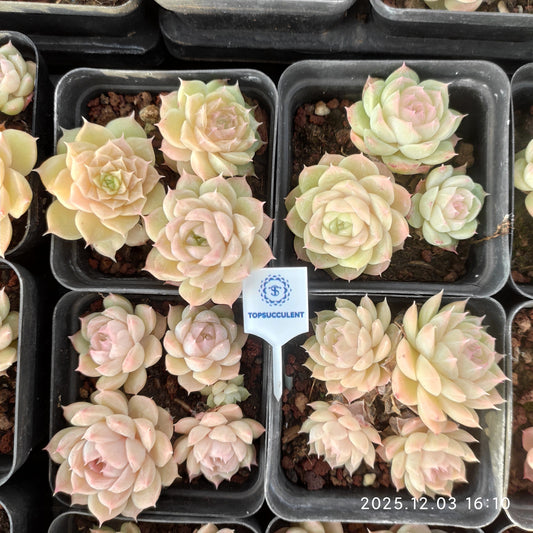 23144 ハミラズHyb（7cm pot）