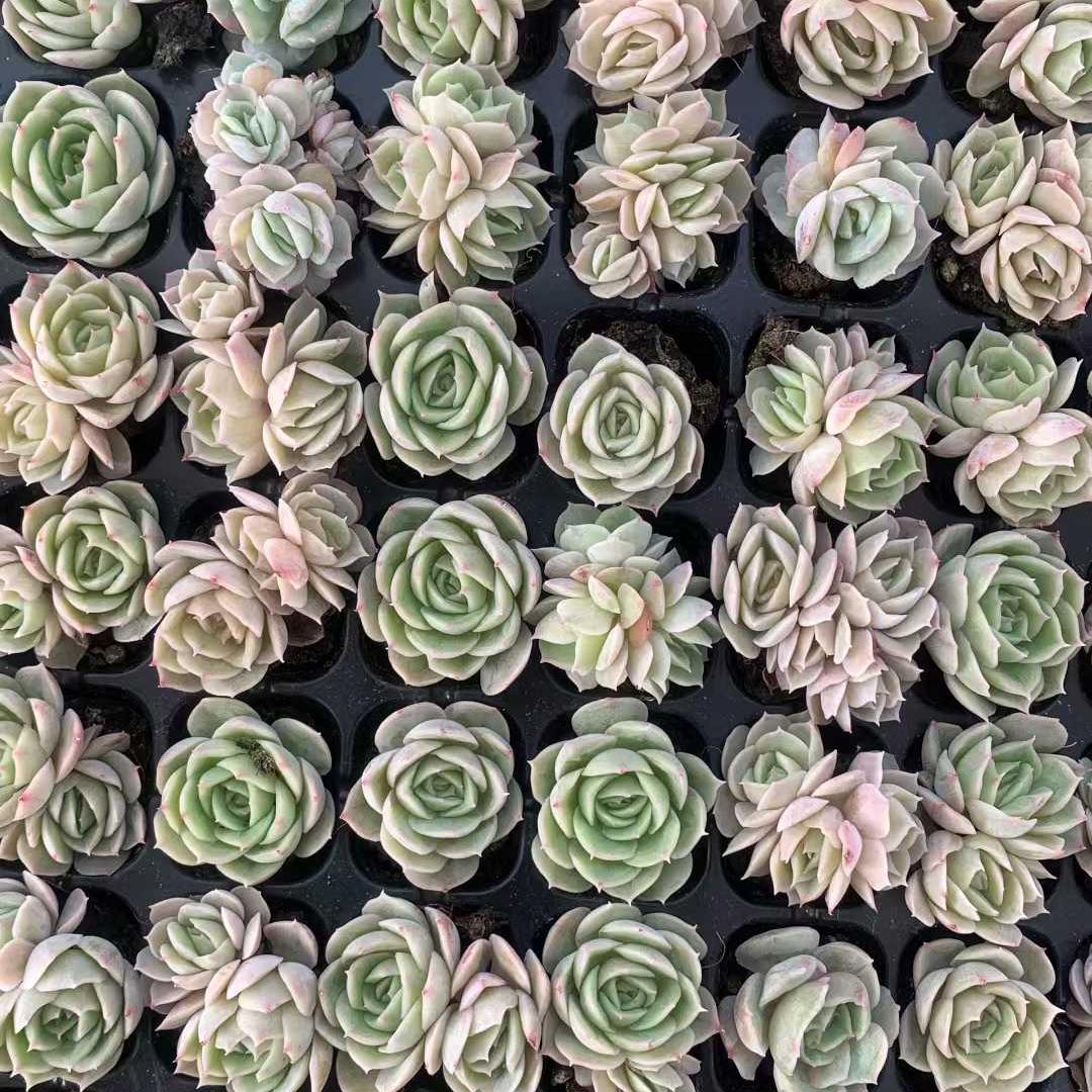 25446 オンスロー