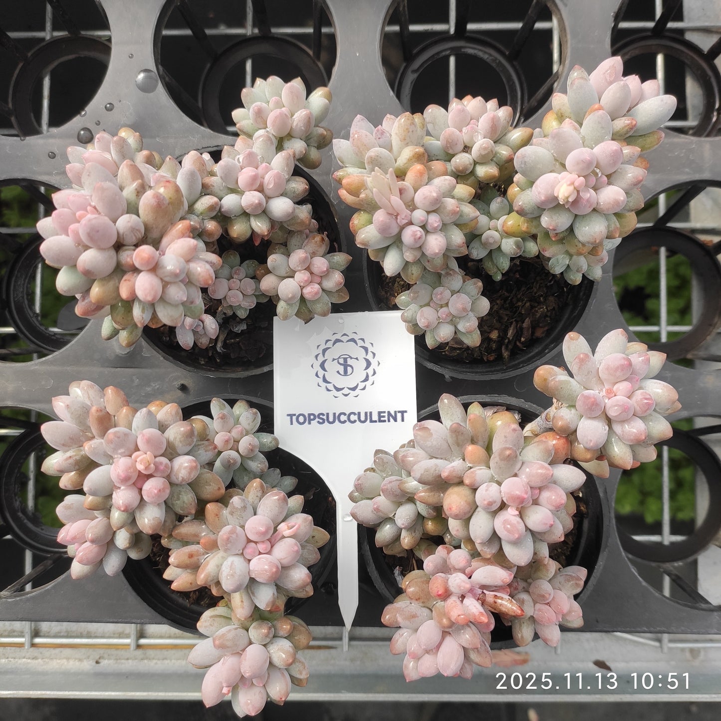 22427  ベビーフィンガー（9cm pot）