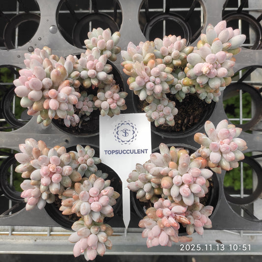 22427  ベビーフィンガー（9cm pot）