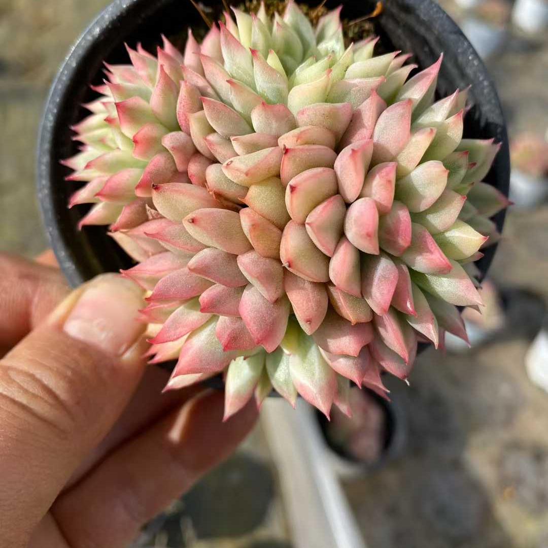 精選 群生苗一覧 – Top Succulent®