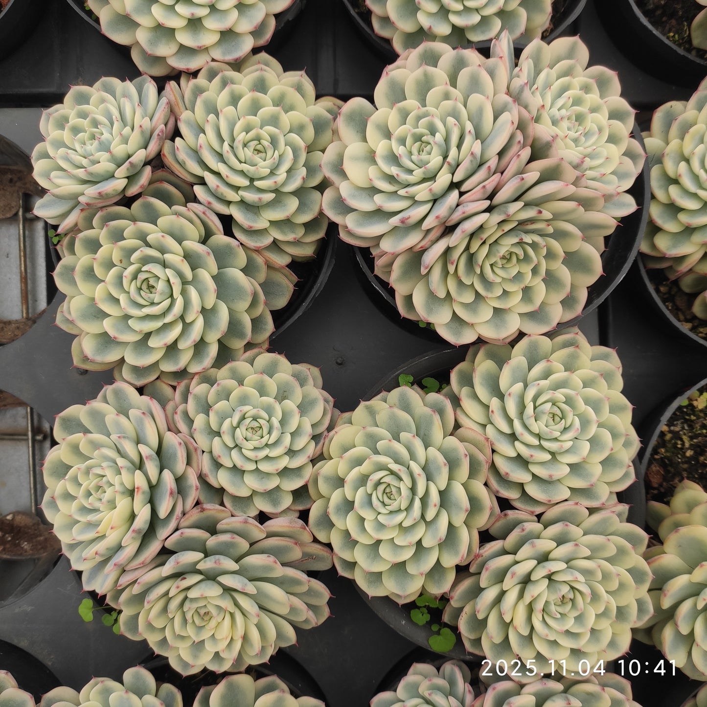 22259 ワイト　ミニマー錦（11cm pot）