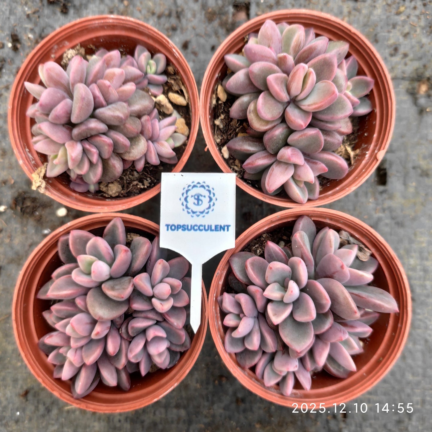 23344 cvレズリー