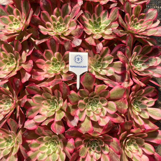 24614 ピーコック　フェザーズ