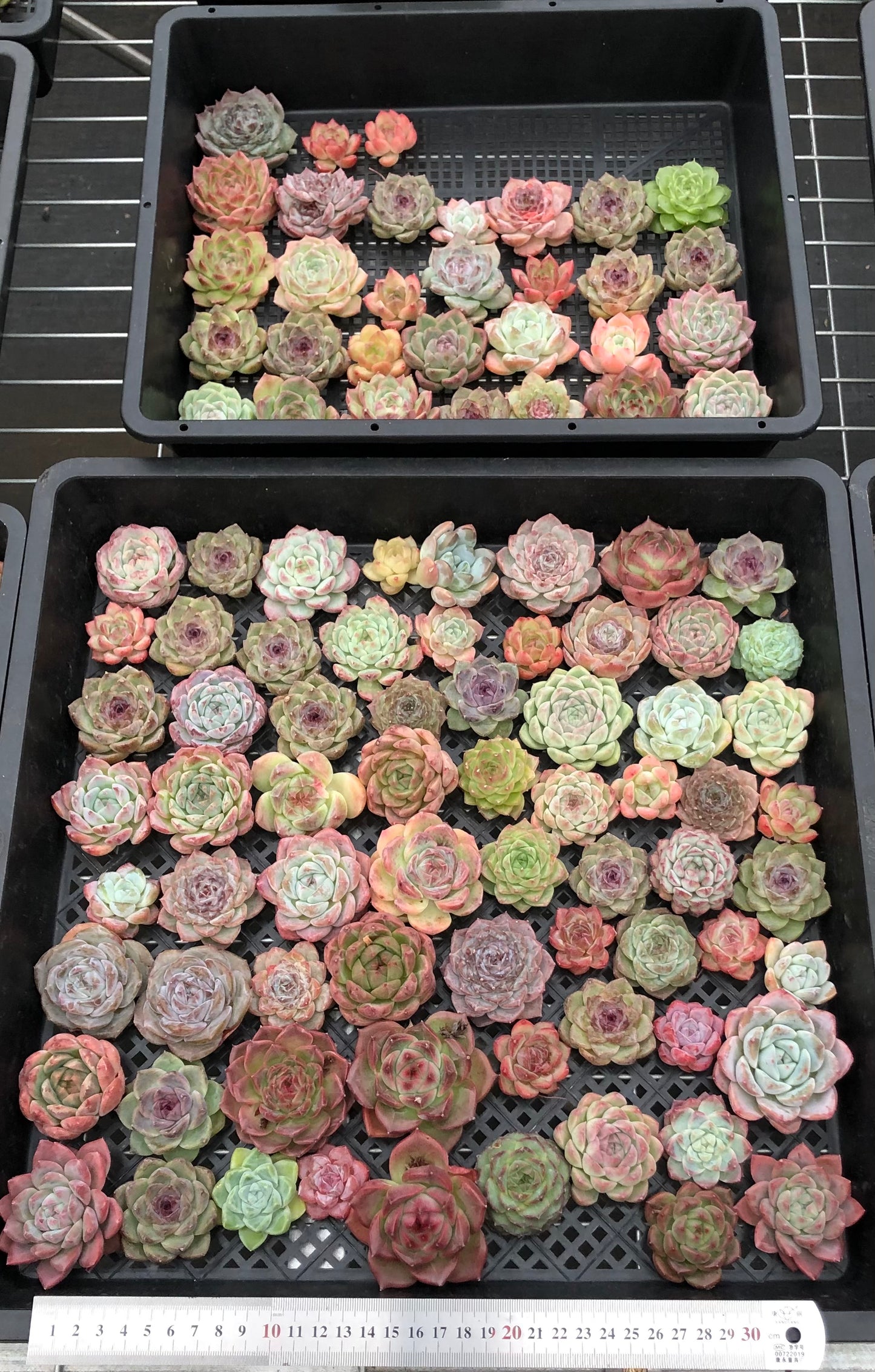 20076 ミックス苗100株（4cm pot）08