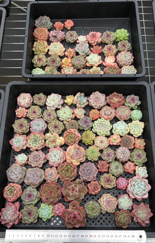 20076 ミックス苗100株（4cm pot）08