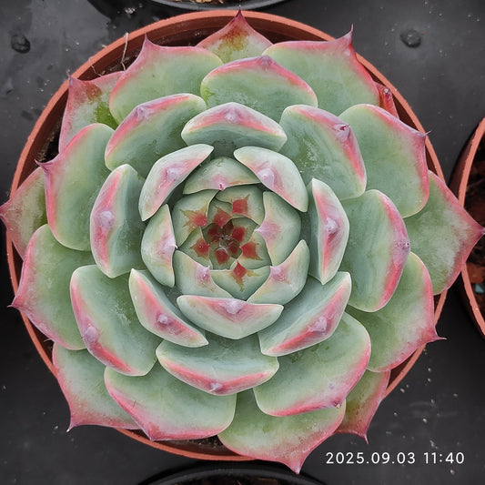 ZZA358 チワワエンシス（11cm pot）
