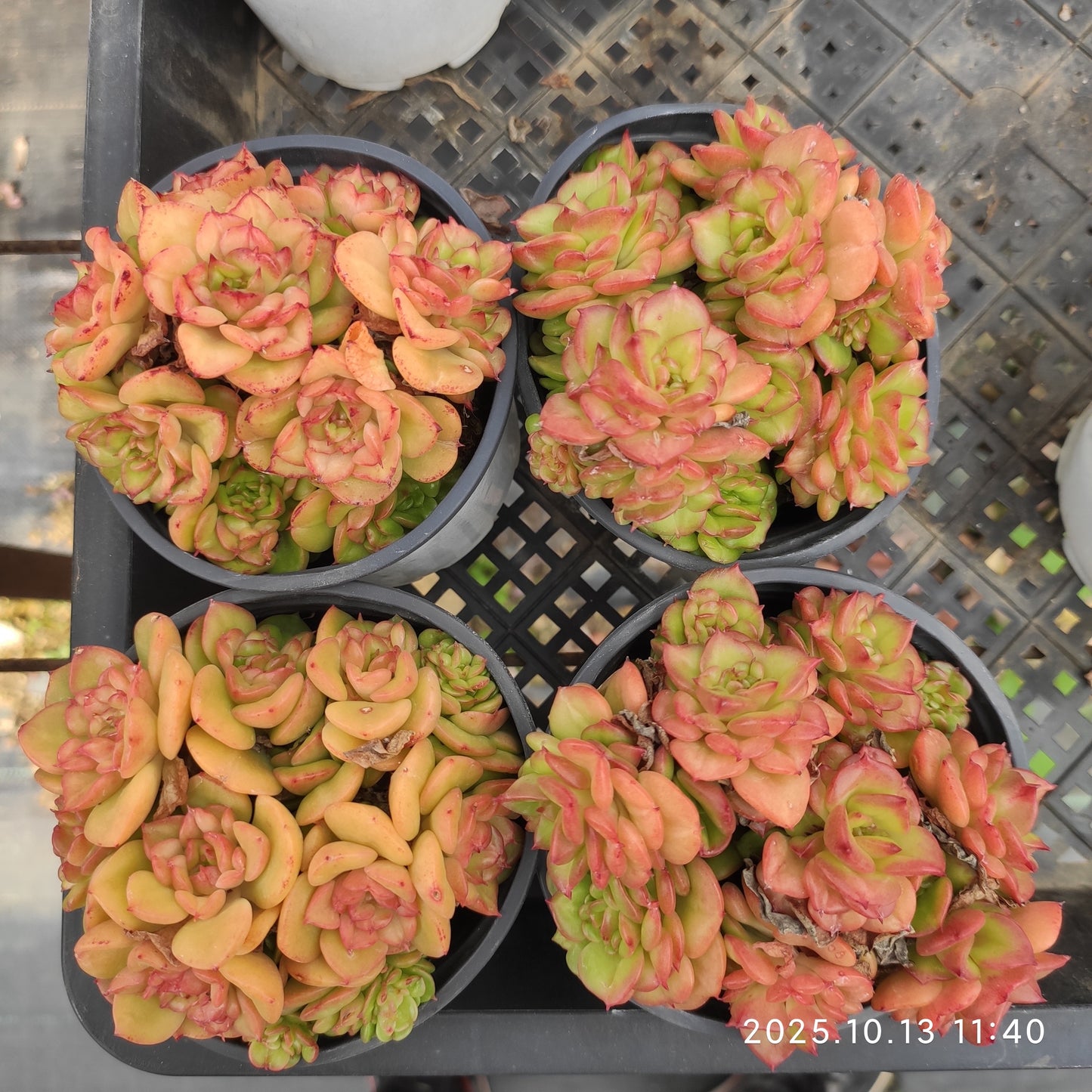 21639 ヌダ（9cm pot）