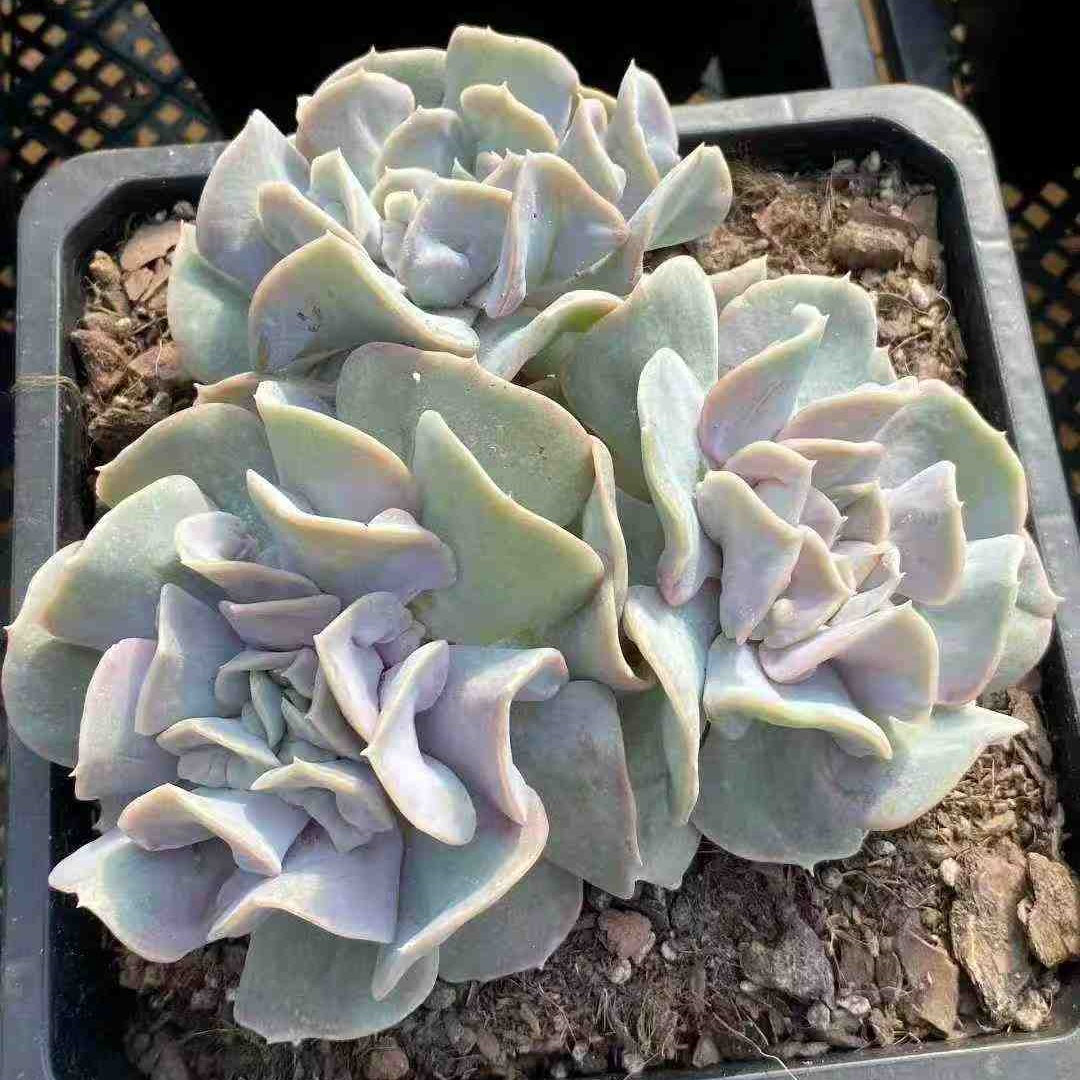 24798 クラウド　フェアリー